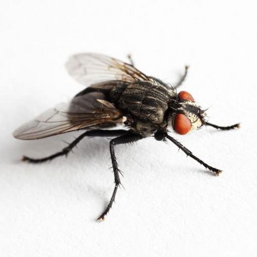 Integrated Housefly Treatment